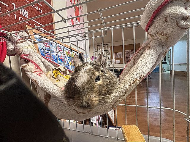 ロイちゃん⑪